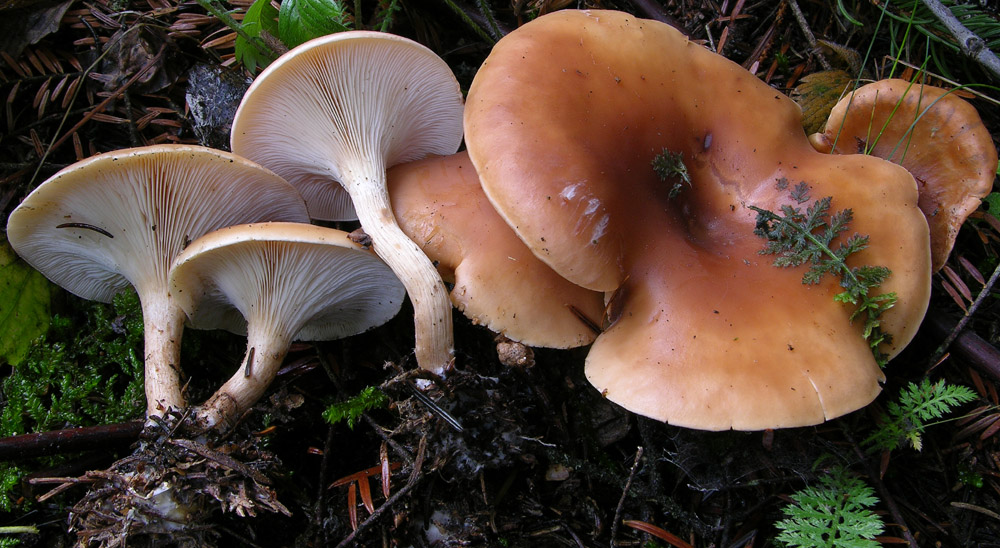 Funghi facili di ottobre(1).